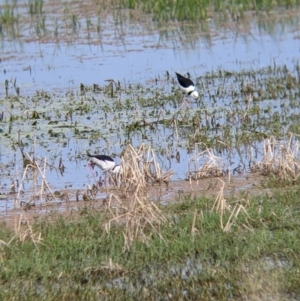 Himantopus leucocephalus at Leeton, NSW - 10 Oct 2021