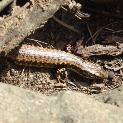 Eulamprus heatwolei (Yellow-bellied Water Skink) at Stromlo, ACT - 10 Oct 2021 by HelenCross