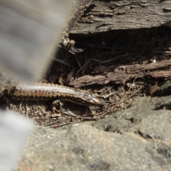 Eulamprus heatwolei at Stromlo, ACT - 10 Oct 2021 09:36 AM