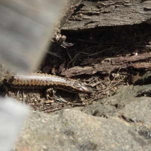 Eulamprus heatwolei at Stromlo, ACT - 10 Oct 2021 09:36 AM