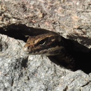 Eulamprus heatwolei at Stromlo, ACT - 10 Oct 2021 09:36 AM