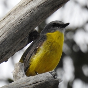 Eopsaltria australis at Stromlo, ACT - 10 Oct 2021 10:20 AM