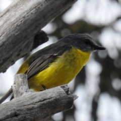 Eopsaltria australis at Stromlo, ACT - 10 Oct 2021 10:20 AM