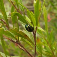 Callidemum hypochalceum (Hop-bush leaf beetle) at Bullen Range - 10 Oct 2021 by HelenCross