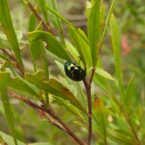 Callidemum hypochalceum at Paddys River, ACT - 10 Oct 2021