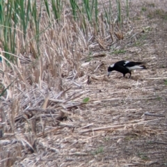 Gymnorhina tibicen (Australian Magpie) at Leeton, NSW - 9 Oct 2021 by Darcy