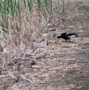 Gymnorhina tibicen at Leeton, NSW - 10 Oct 2021