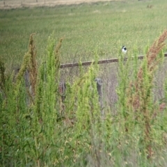 Grallina cyanoleuca at Leeton, NSW - 10 Oct 2021