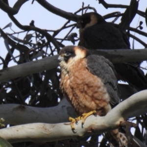 Falco longipennis at Kambah, ACT - suppressed