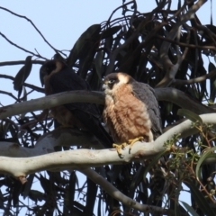 Falco longipennis at Kambah, ACT - suppressed