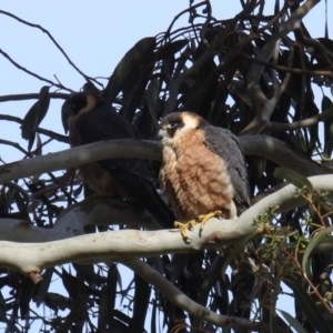 Falco longipennis at Kambah, ACT - 11 Oct 2021