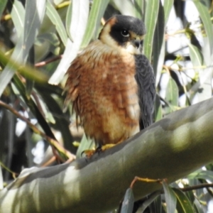 Falco longipennis at Kambah, ACT - 11 Oct 2021