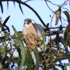 Falco longipennis at Kambah, ACT - 11 Oct 2021