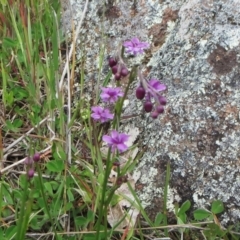 Arthropodium minus (Small Vanilla Lily) at Molonglo Valley, ACT - 10 Oct 2021 by sangio7