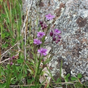 Arthropodium minus at Molonglo Valley, ACT - 10 Oct 2021 12:06 PM