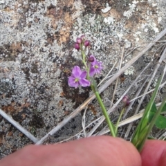 Arthropodium minus at Molonglo Valley, ACT - 10 Oct 2021 12:06 PM