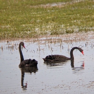 Cygnus atratus (Black Swan) at Leeton, NSW - 9 Oct 2021 by Darcy