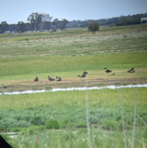 Tadorna tadornoides at Leeton, NSW - 10 Oct 2021