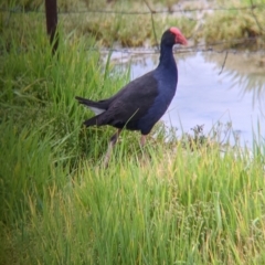 Porphyrio melanotus (Australasian Swamphen) at Leeton, NSW - 9 Oct 2021 by Darcy