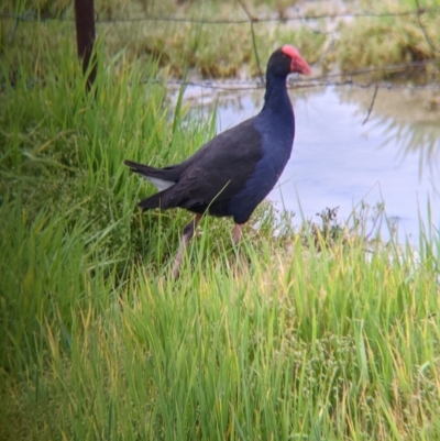 Porphyrio melanotus (Australasian Swamphen) at Leeton, NSW - 9 Oct 2021 by Darcy