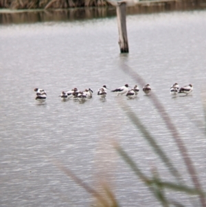 Recurvirostra novaehollandiae at Leeton, NSW - 10 Oct 2021