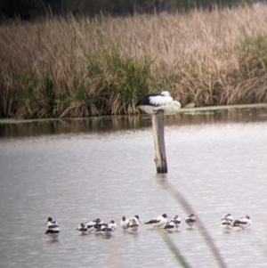 Recurvirostra novaehollandiae at Leeton, NSW - 10 Oct 2021