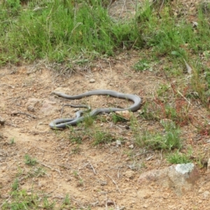 Pseudonaja textilis at Holt, ACT - 10 Oct 2021