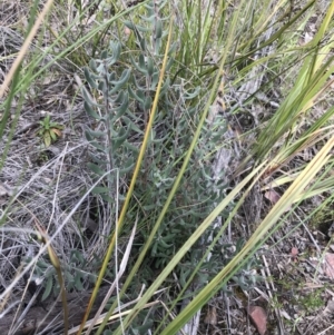 Persoonia rigida at Watson, ACT - 4 Oct 2021 04:33 PM