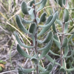 Persoonia rigida at Watson, ACT - 4 Oct 2021