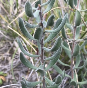 Persoonia rigida at Watson, ACT - 4 Oct 2021 04:33 PM