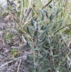 Persoonia rigida at Watson, ACT - 4 Oct 2021