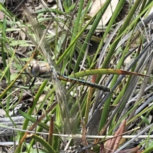 Hemicordulia tau at Bruce, ACT - 4 Oct 2021 04:17 PM