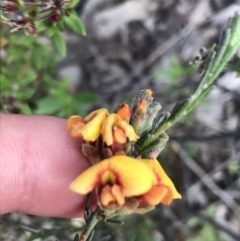 Dillwynia sericea (Egg And Bacon Peas) at Bruce, ACT - 4 Oct 2021 by Tapirlord