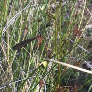 Harpobittacus australis at Bruce, ACT - 4 Oct 2021