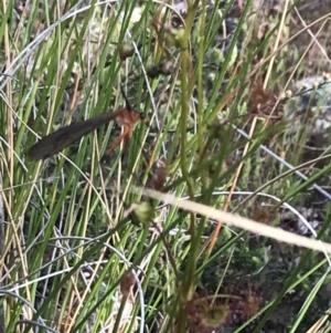 Harpobittacus australis at Bruce, ACT - 4 Oct 2021