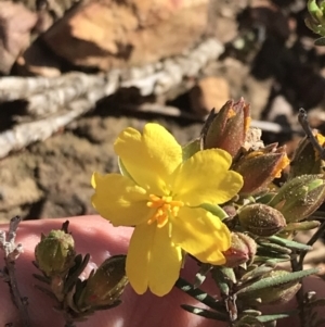 Hibbertia calycina at O'Connor, ACT - 4 Oct 2021