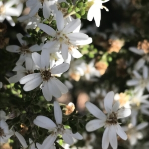 Olearia microphylla at O'Connor, ACT - 4 Oct 2021 03:11 PM