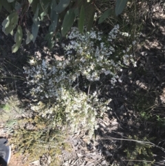 Olearia microphylla at O'Connor, ACT - 4 Oct 2021