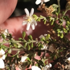 Olearia microphylla at O'Connor, ACT - 4 Oct 2021 03:11 PM