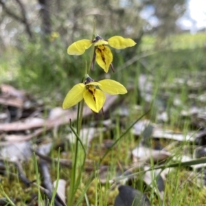 Diuris chryseopsis at Darlow, NSW - 21 Sep 2021