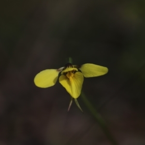 Diuris chryseopsis at Darlow, NSW - 21 Sep 2021