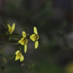 Diuris chryseopsis at Darlow, NSW - 21 Sep 2021