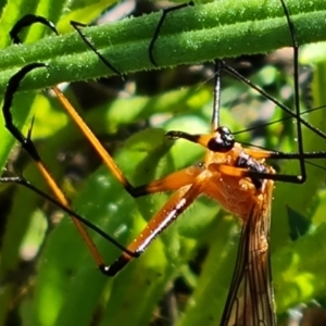 Harpobittacus australis at Jerrabomberra, ACT - 11 Oct 2021