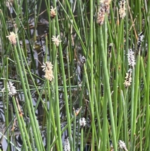 Eleocharis acuta at Mitchell, ACT - 11 Oct 2021