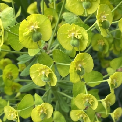 Euphorbia characias (Mediterranean Spurge) at Mitchell, ACT - 11 Oct 2021 by JaneR