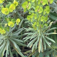 Euphorbia characias at Mitchell, ACT - 11 Oct 2021