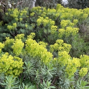 Euphorbia characias at Mitchell, ACT - 11 Oct 2021