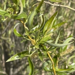 Salix matsudana (Tortured Willow) at Mitchell, ACT - 10 Oct 2021 by JaneR