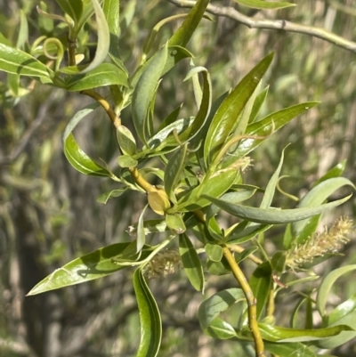Salix matsudana (Tortured Willow) at Mitchell, ACT - 11 Oct 2021 by JaneR