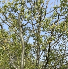 Salix matsudana at Mitchell, ACT - 11 Oct 2021